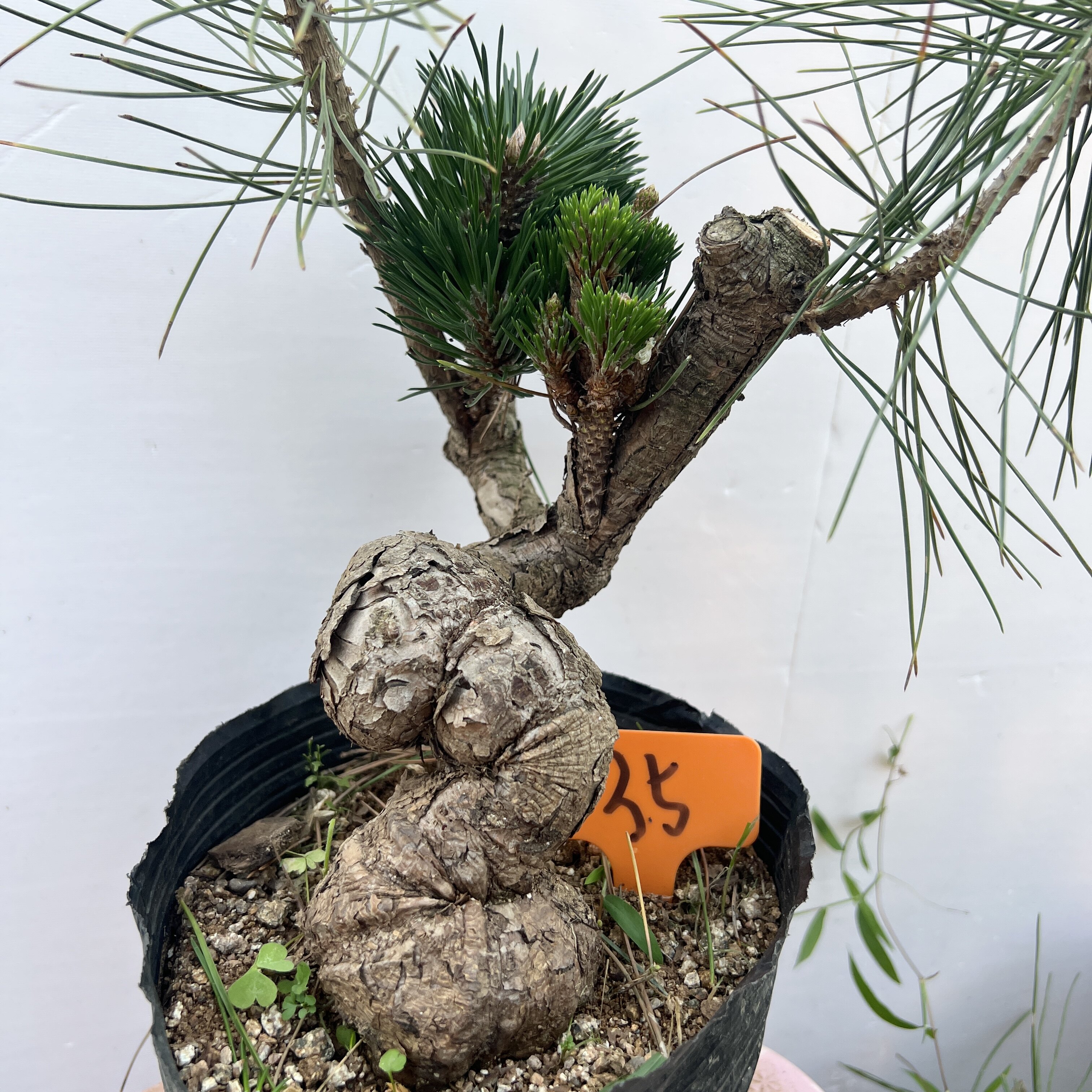 日本千寿丸造型成品树  八方根盘 黑松盆景  植物盆栽