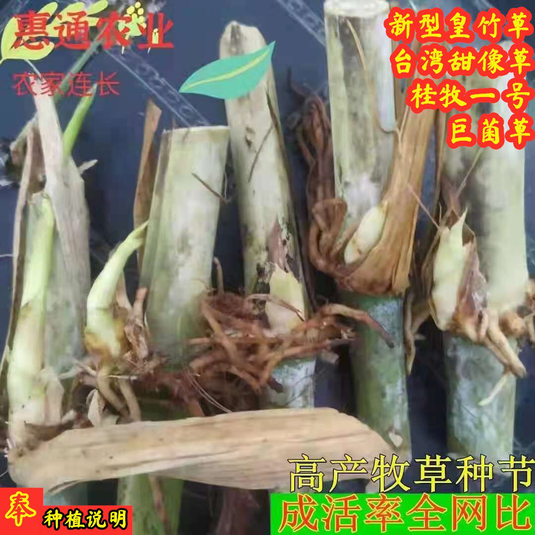 无毛甜象草多年生耐寒冬季牧草种
