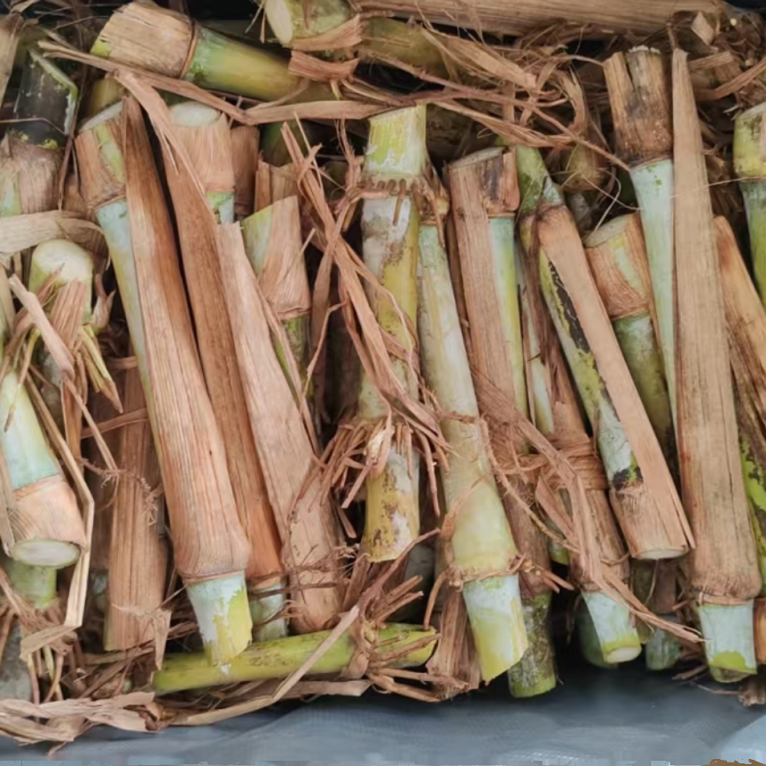 金牧粮草即甘蔗草大叶皇竹草