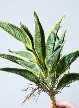 仿真虎皮兰绿植把束手感软胶水培客厅装饰造景盆栽摆件人造虎皮兰