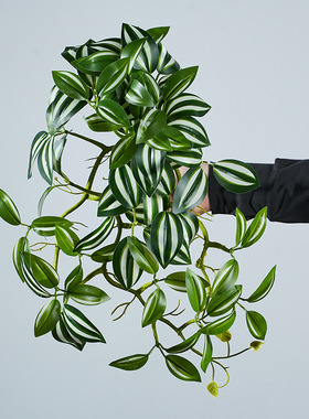 仿真植物网纹草西瓜叶网纹叶壁挂吊藤植物墙配材藤条橱窗装饰盆栽