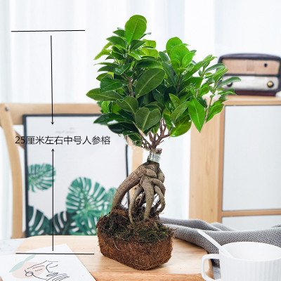 大榕树盆景办公室内桌面客厅绿植花卉小榕树盆栽易活植物易养