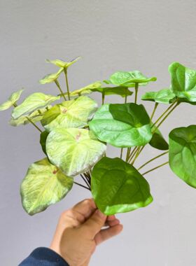 仿真绿植苹果叶芋叶微景观造景地插过胶叶片植物墙景观浮萍叶装饰