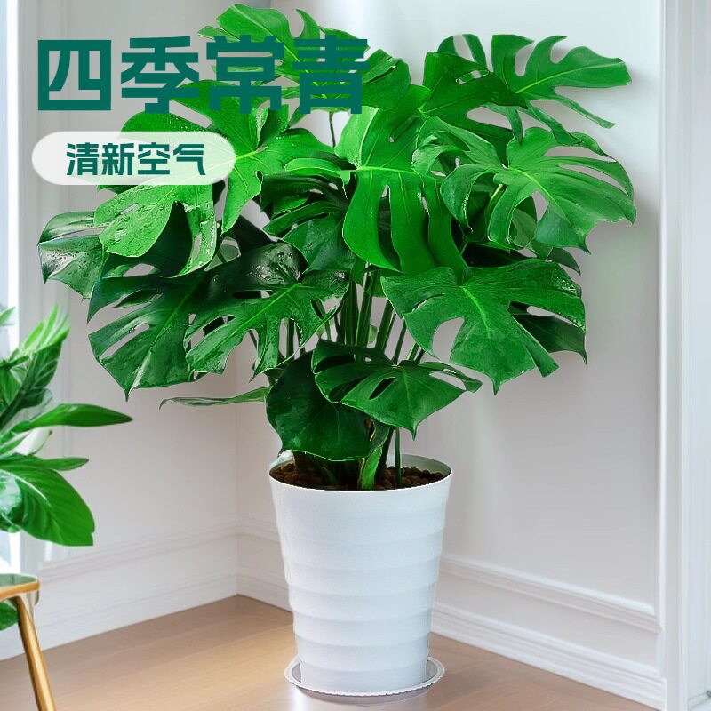 龟背竹大型盆栽绿植室内客厅办公室清新空气四季常青大叶水培植物图片