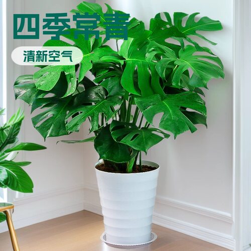 龟背竹大型盆栽绿植室内客厅办公室清新空气四季常青大叶水培植物