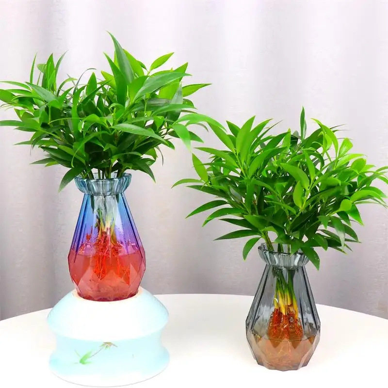 水培驱蚊竹柏水养植物盆栽绿植办水培绿植