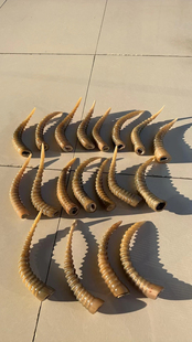 外蒙羚羊优质山羊角丝羊角山羊角丝正品整根羊角创意送礼摆件