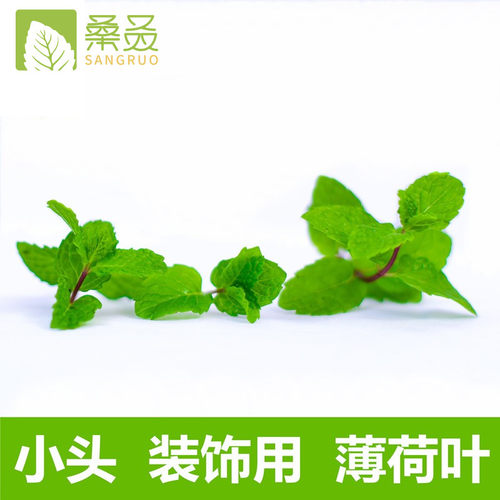【桑叒】薄荷叶新鲜可食用 小叶子薄荷 蛋糕奶茶饮品薄荷头调酒用