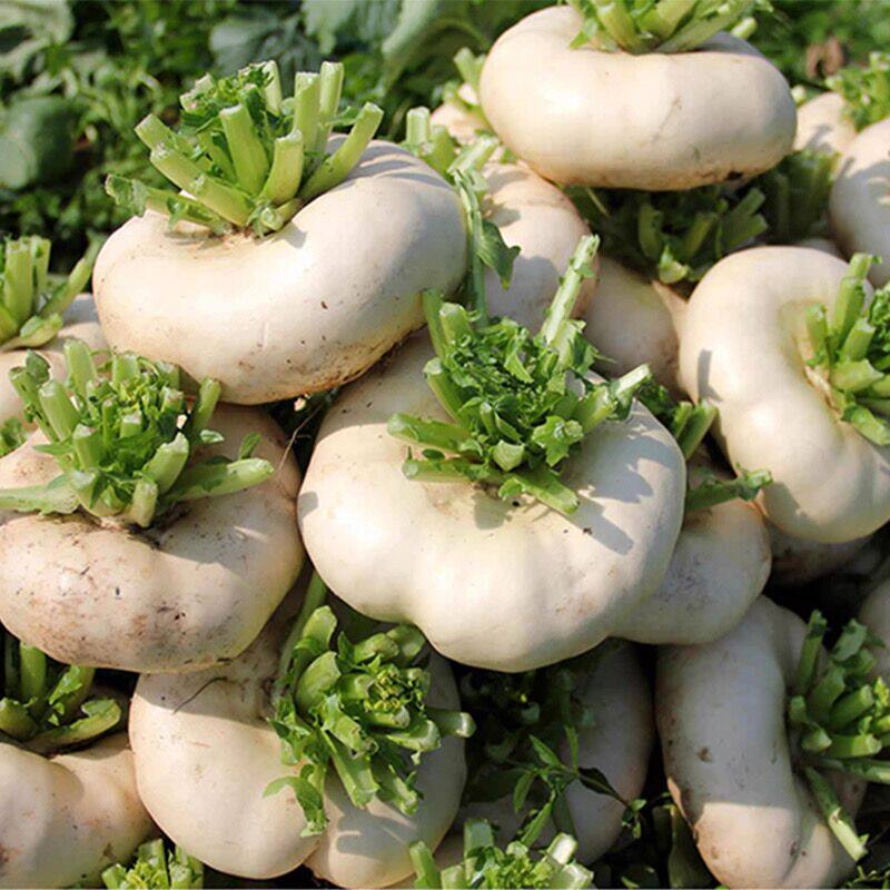 温州新鲜盘菜当天采摘鲜嫩食用盆菜扁萝卜3斤农家当季蔬菜