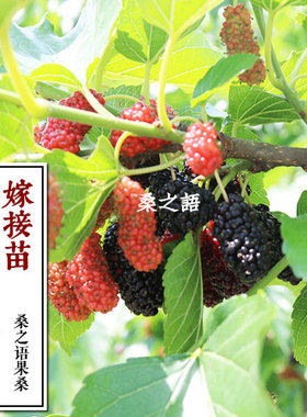 台湾四季果桑树苗 72C 46C果桑苗 桑果苗 桑葚苗桑椹树桑果树苗