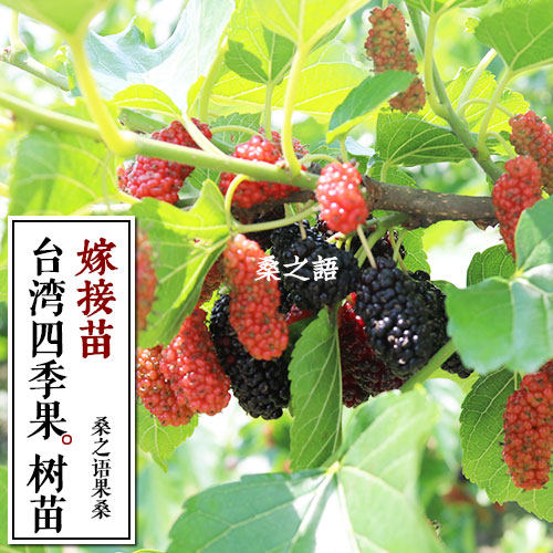 台湾四季果桑树桑果苗