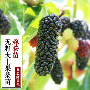 无籽大十果桑树苗桑果苗桑葚苗桑椹树桑果树苗果桑苗树莓桑果盆栽
