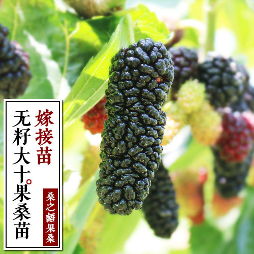 无籽大十果桑树苗桑之语