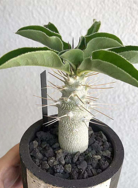 Pachypodium saundersii白马城实生籽播精品仙人球仙人掌植物开花