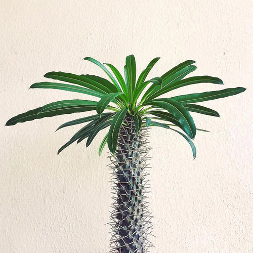 非洲霸王树盆栽造景植物