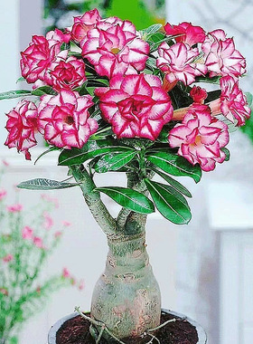 沙漠玫瑰Adenium obesum多肉植物块根开花盆栽室内花卉绿植好养花