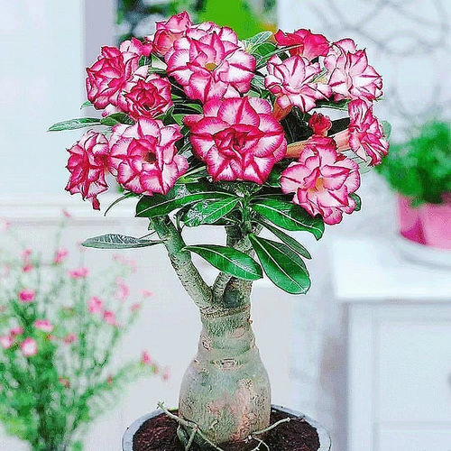 沙漠玫瑰多肉植物块根室内花卉