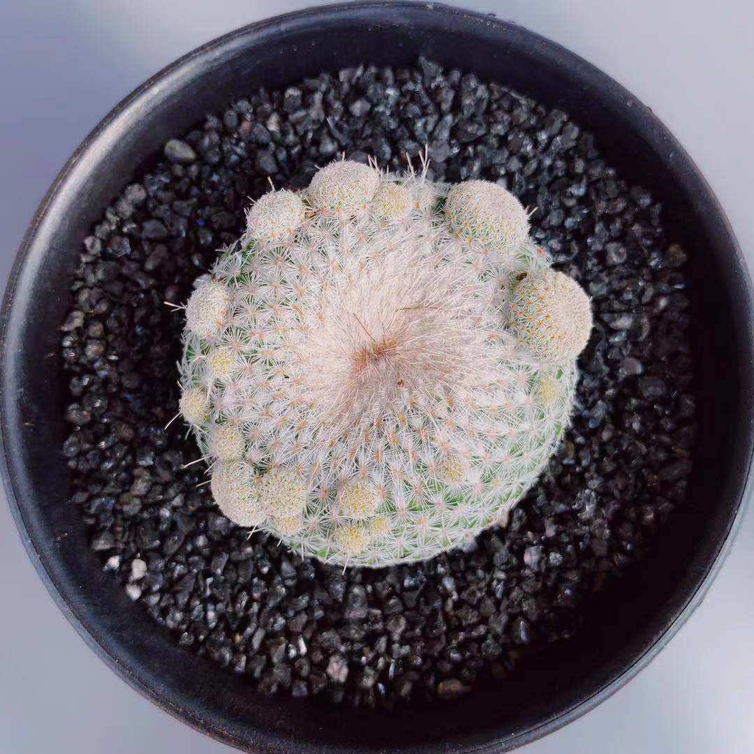 月世界自根仙人球非实生室内盆栽开花稀有品种仙人掌多肉植物迷你