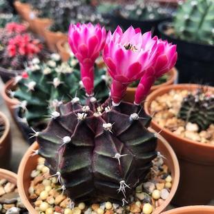 实生黑牡丹仙人球稀有品种精品多肉植物花卉室内盆栽花紫牡丹开花