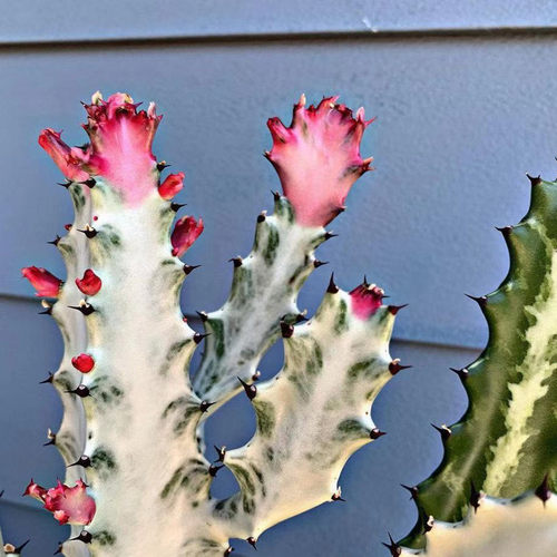 绿植龙骨大戟科好养活多肉植物