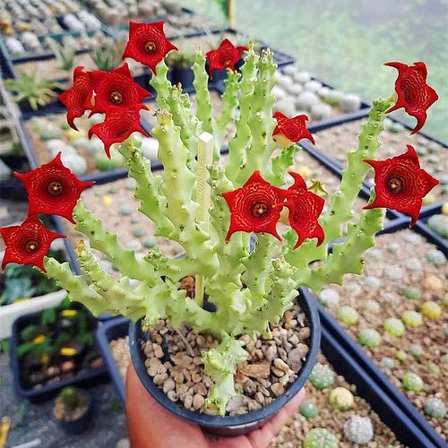 珊瑚多肉开花植物多肉