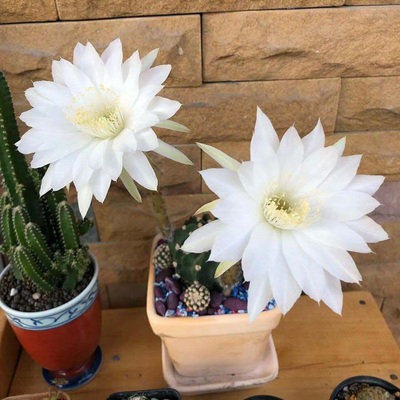 短毛丸仙人球开花大花桌面防辐射
