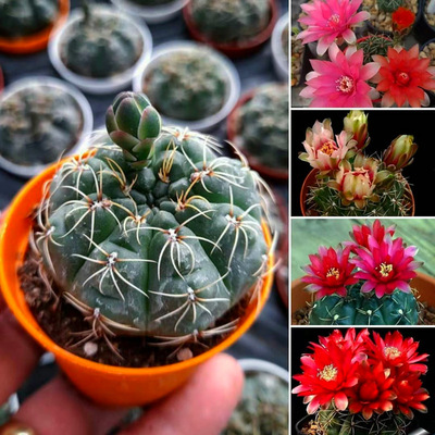 绯花玉仙人球盆栽多肉植物