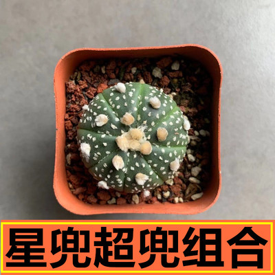 星兜实生仙人球超兜小苗多肉植物