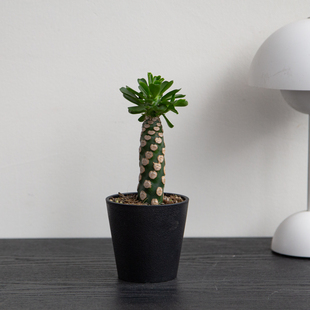 无刺霸王鞭仙人球大戟科大戟属潮流块根植物趣味仙人掌小众精品