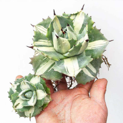 agavepotatorum王妃多肉植物