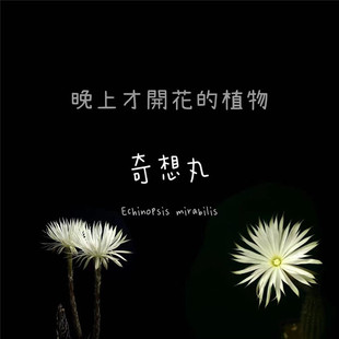 奇想丸实生仙人球稀有群生多头开花白花仙人掌多肉植物桌面小盆栽