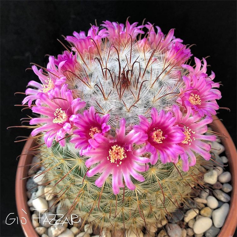 丰明丸实生仙人球多肉植物乳突属倒钩刺易开花仙人掌丰明玉室内花