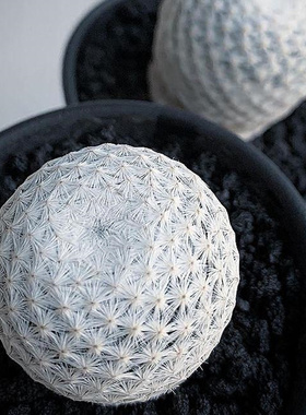 正版白鸟Mammillaria herrerae开花仙人球室内盆栽多肉植物花卉