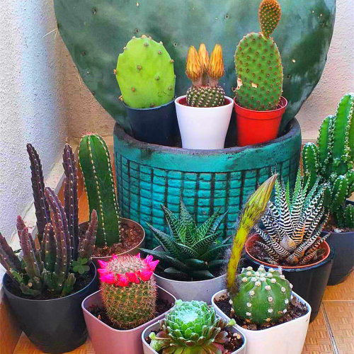 芦荟盆栽萝藦科大戟科花卉十二卷