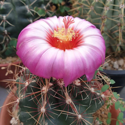 大统领实生仙人球盆栽室内桌面