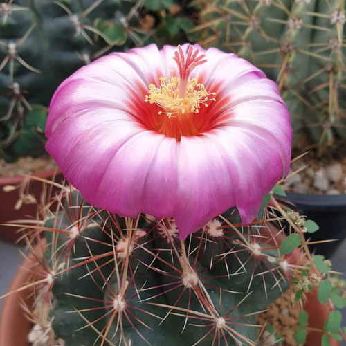 大统领实生仙人球盆栽室内桌面