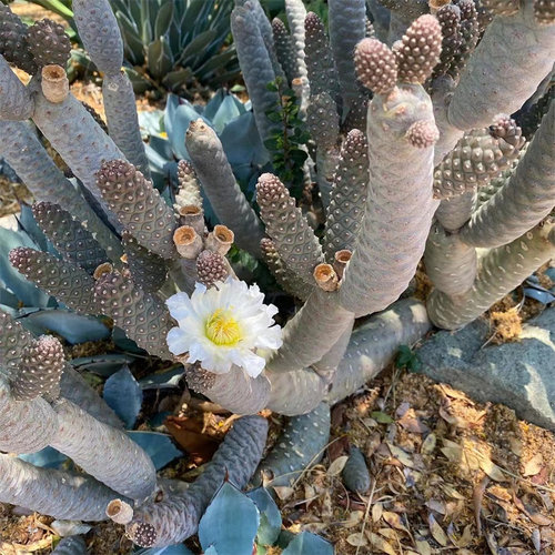 松笠团扇开花仙人掌类好养活阳台