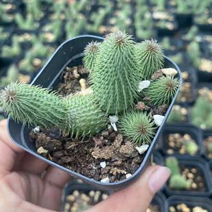 阿修罗多肉植物萝藦科开花软毛不扎手迷你可爱盆栽稀有品种好养
