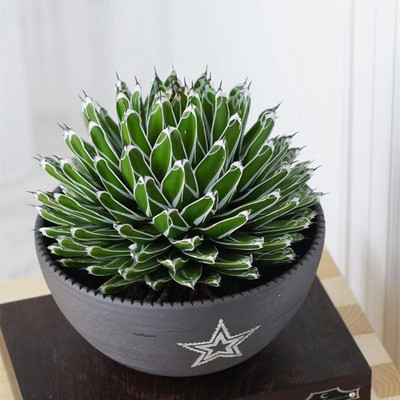 笹之雪龙舌兰科世之雪大多肉植物