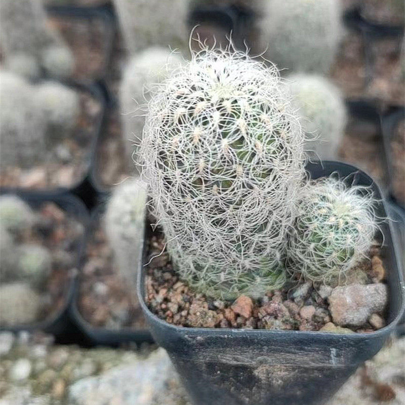 圣丽丝仙人球自根多肉植物室内花卉盆栽花仙人掌稀有品种绿植桌面