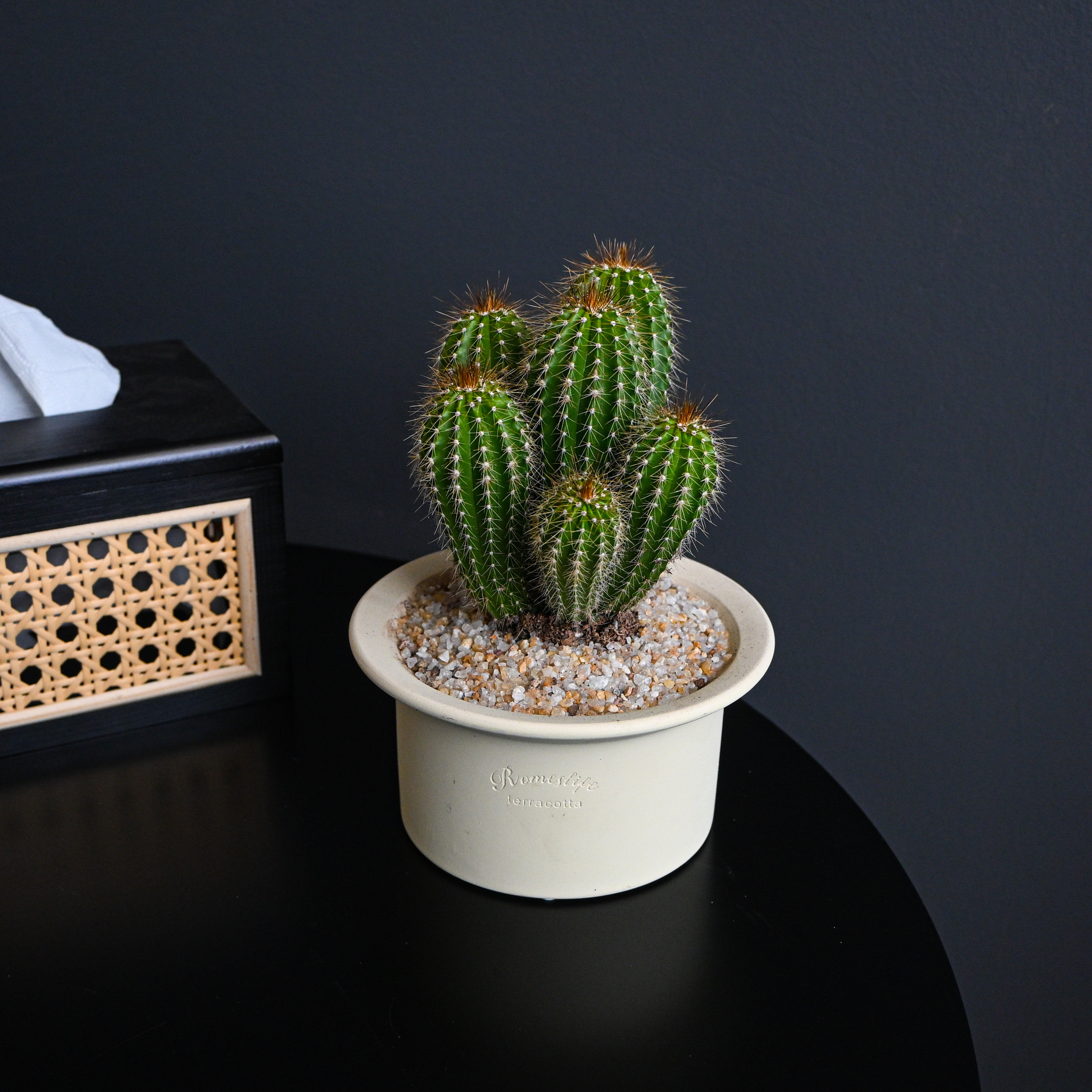 大凤龙仙人球多肉植物群生多头盆栽办公室内桌面新手绿植解压礼物