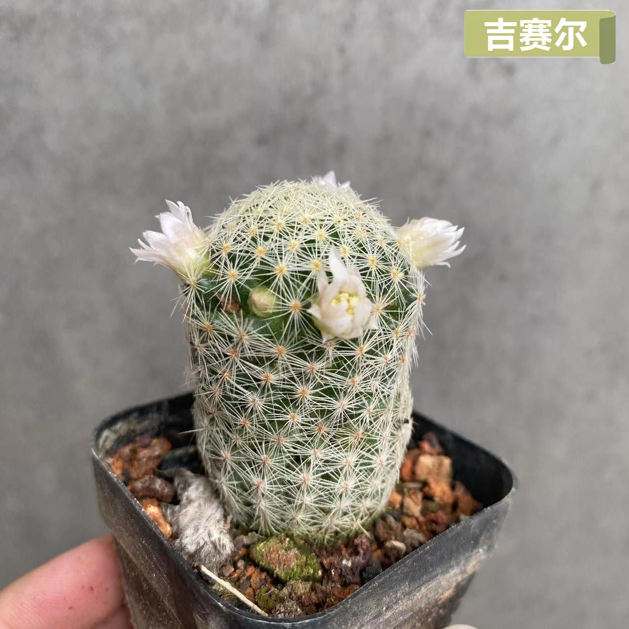 吉赛尔仙人球乳突属开花仙人掌多肉植物稀有品种迷你可爱小盆栽