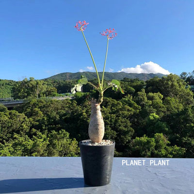 佛肚海棠块根植物多肉植物精品肉肉花室内花卉盆栽观赏盆景大颗