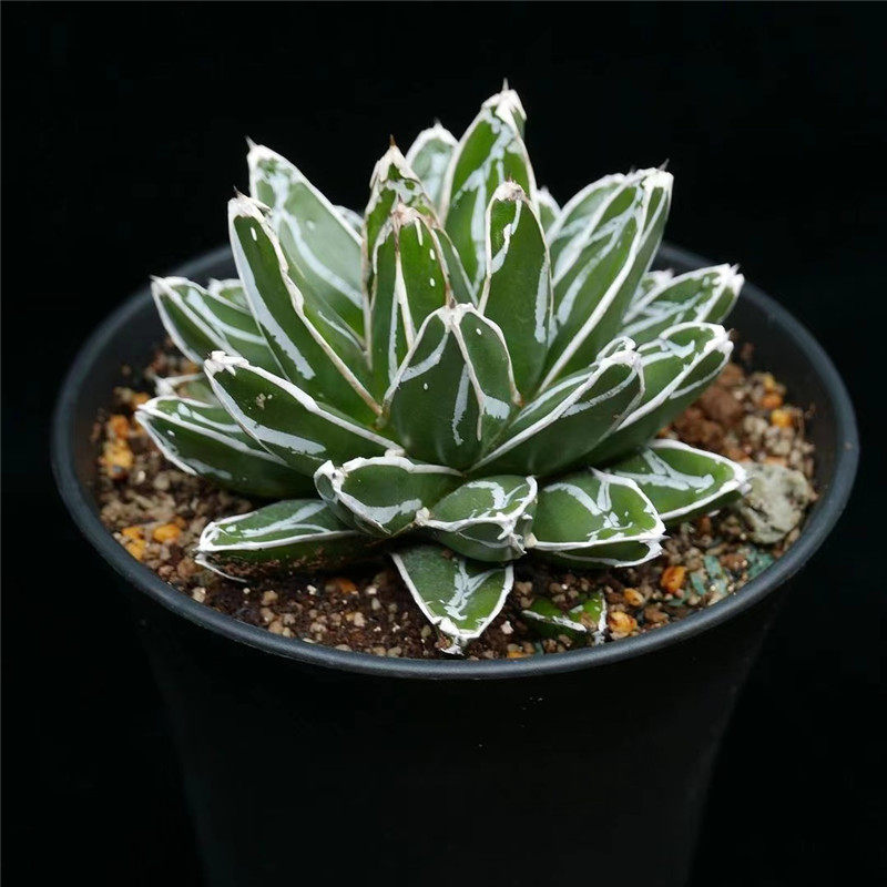 世之雪笹之雪大戟科多肉植物室内盆栽花卉肉肉花龙舌兰仙人球盆景