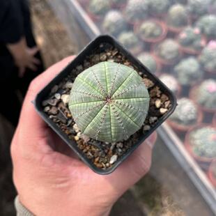 布纹球实生仙人球精品贵货稀有品种可爱无刺盆栽多肉植物开花室内