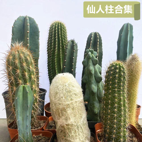 仙人柱组合品种大全合集龙神木