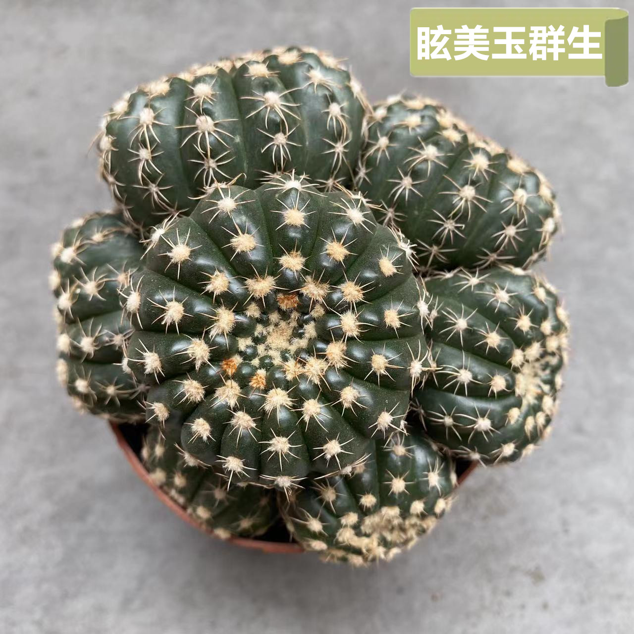 眩美玉群生仙人球多头开花仙人掌多肉植物稀有品种现货实拍精品