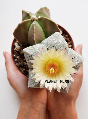 树上星球planetplant开花鸾凤玉