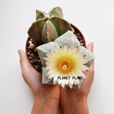 树上星球planetplant开花鸾凤玉