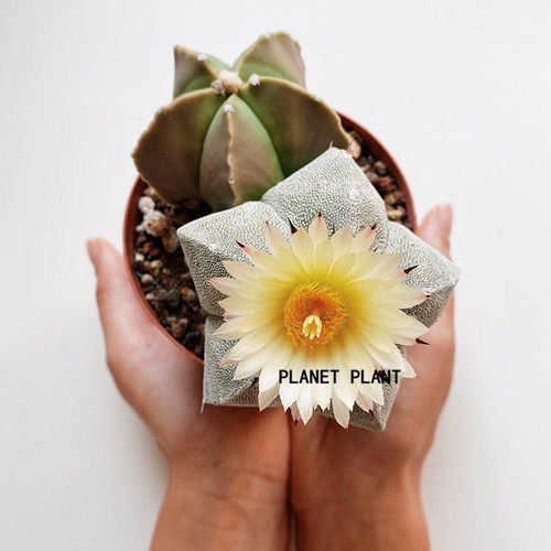 树上星球planetplant开花鸾凤玉
